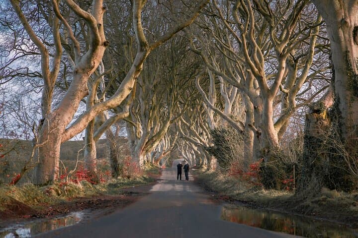 Giant's Causeway & Carrick-a-Rede: Full-Day Coastal Adventure from Belfast