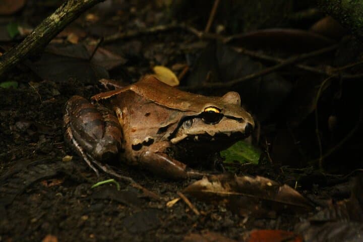 Manuel Antonio Jungle Night Walk: Sukia Park Guided Nocturnal Wildlife Tour photo 3
