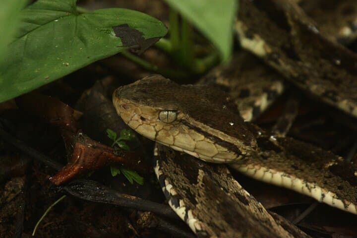 Manuel Antonio Jungle Night Walk: Sukia Park Guided Nocturnal Wildlife Tour photo 4