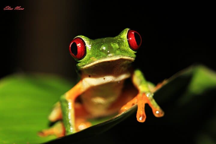 Manuel Antonio Jungle Night Walk: Sukia Park Guided Nocturnal Wildlife Tour photo 2