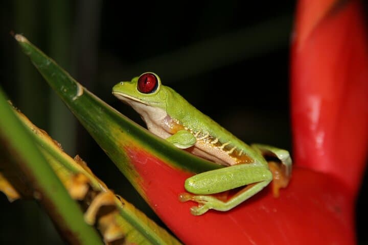 Manuel Antonio Jungle Night Walk: Sukia Park Guided Nocturnal Wildlife Tour photo 1