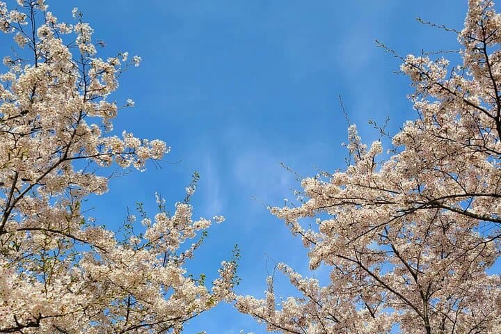 Seoul Cherry Blossom Walk: Gyeongui Line Park & Yeontral Park Guided Tour