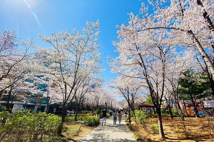 Seoul Cherry Blossom Walk: Gyeongui Line Park & Yeontral Park Guided Tour photo 2