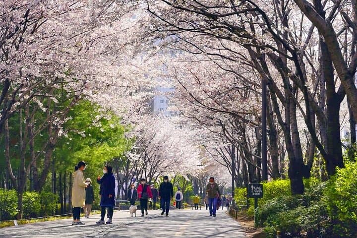 Seoul Cherry Blossom Walk: Gyeongui Line Park & Yeontral Park Guided Tour photo 3