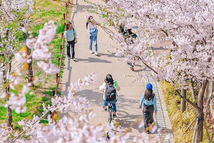 Seoul Cherry Blossom Walk: Gyeongui Line Park & Yeontral Park Guided Tour photo 4