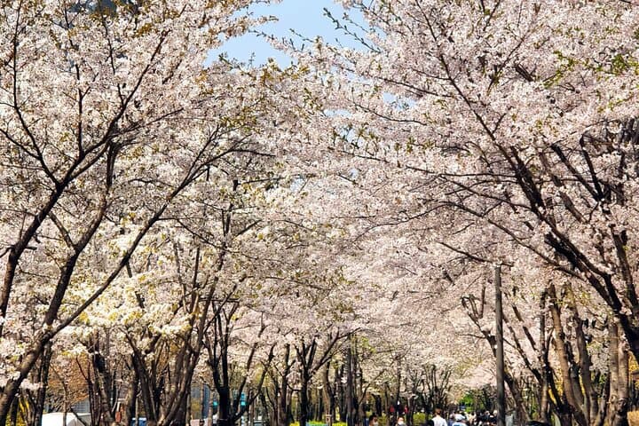 Seoul Cherry Blossom Walk: Gyeongui Line Park & Yeontral Park Guided Tour photo 5
