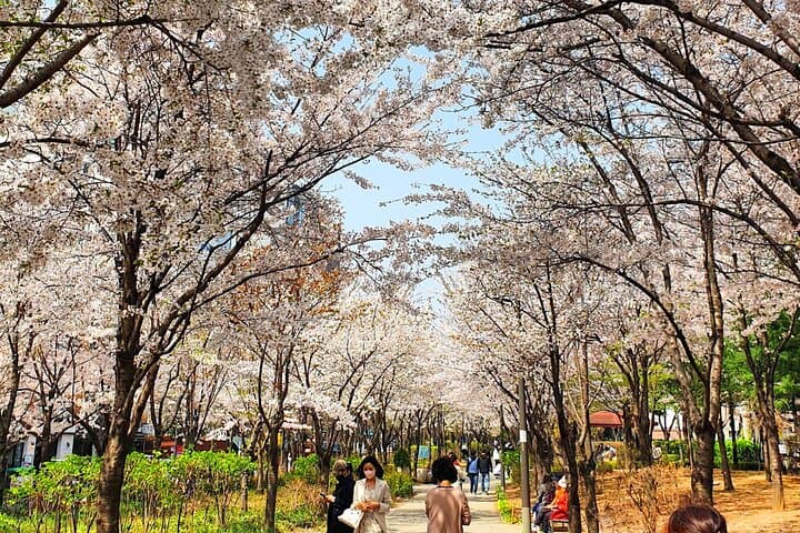 Seoul Cherry Blossom Walk: Gyeongui Line Park & Yeontral Park Guided Tour photo 6