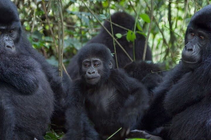 Gorilla Trekking in Bwindi & Volcanoes: Practical Guide to Close Encounters