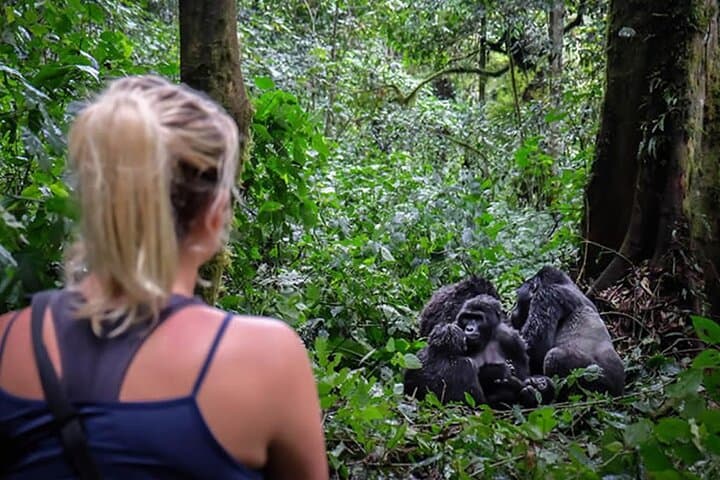 Gorilla Trekking in Bwindi & Volcanoes: Practical Guide to Close Encounters photo 2
