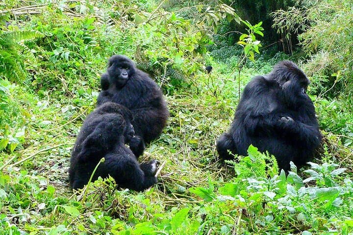 Gorilla Trekking in Bwindi & Volcanoes: Practical Guide to Close Encounters photo 3