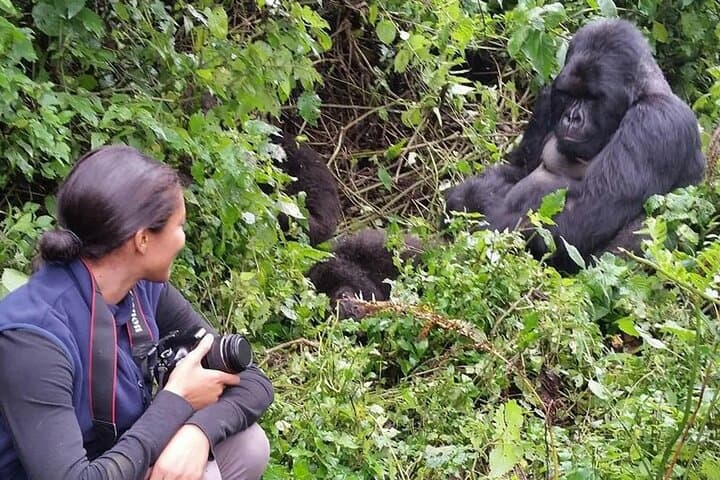Gorilla Trekking in Bwindi & Volcanoes: Practical Guide to Close Encounters photo 4