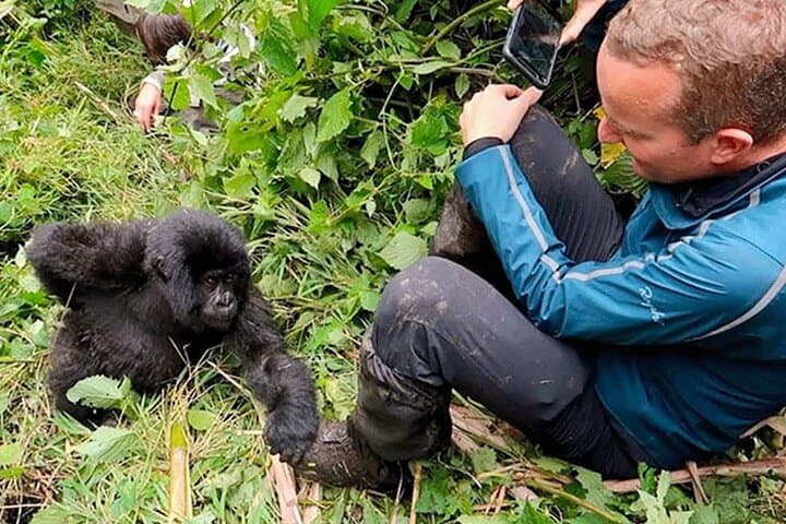 Gorilla Trekking in Bwindi & Volcanoes: Practical Guide to Close Encounters photo 6