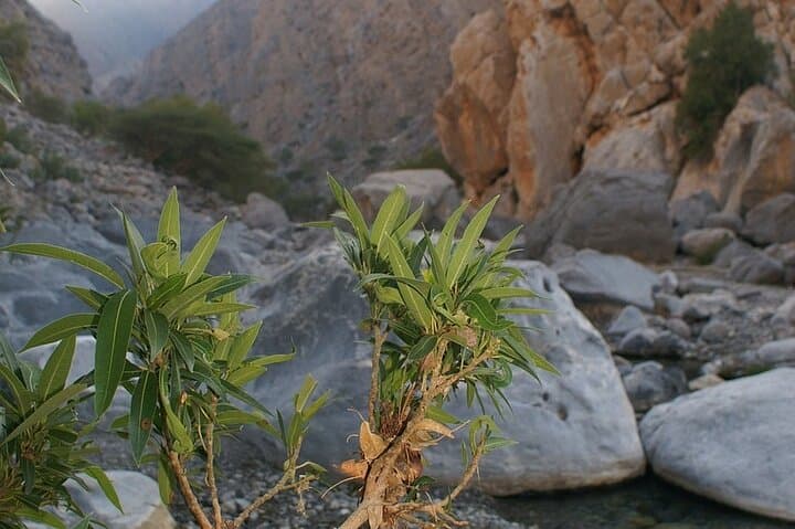 Wadi Shab & Bimmah Sinkhole Private Tour from Muscat: Hike, Swim, and Cave Waterfall Adventure photo 3