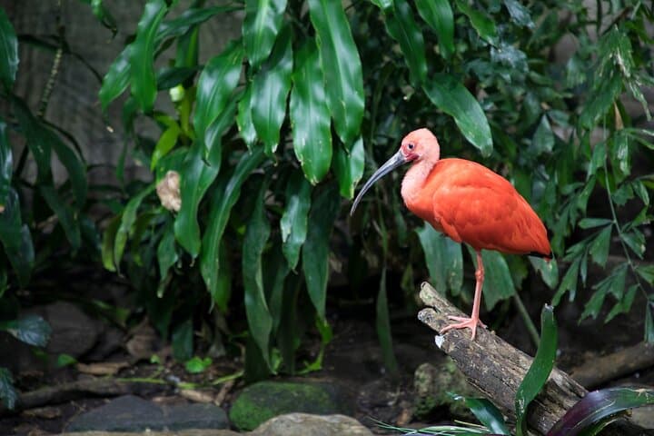Inside the Montreal Biodome: Private Skip-the-Line Tour of Living Ecosystems photo 3