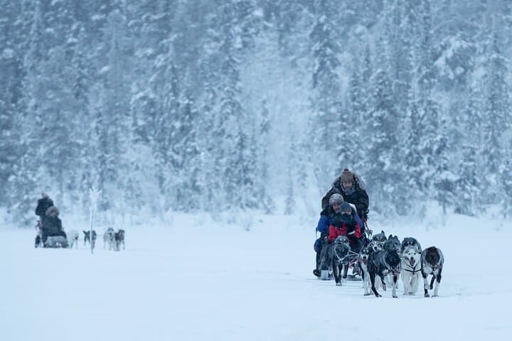 Drive a Husky Sled in Kiruna — Arctic Afternoon Eco Experience