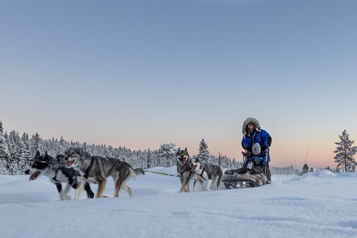 Drive a Husky Sled in Kiruna — Arctic Afternoon Eco Experience photo 2