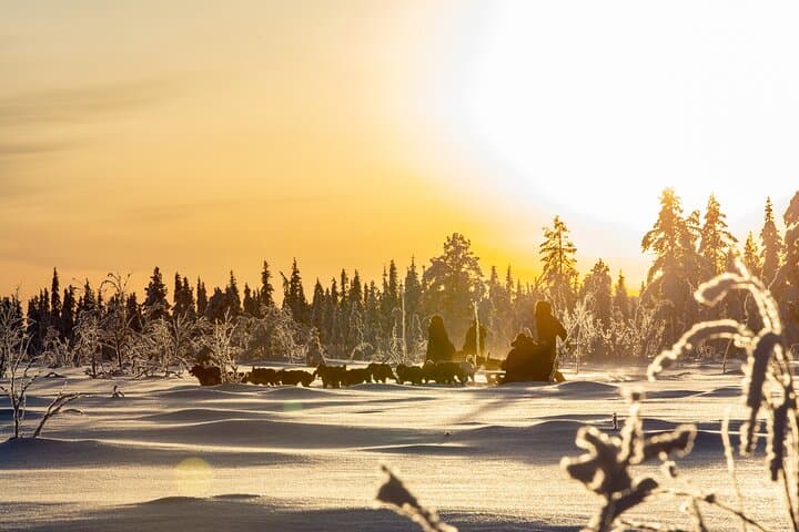 Drive a Husky Sled in Kiruna — Arctic Afternoon Eco Experience photo 3