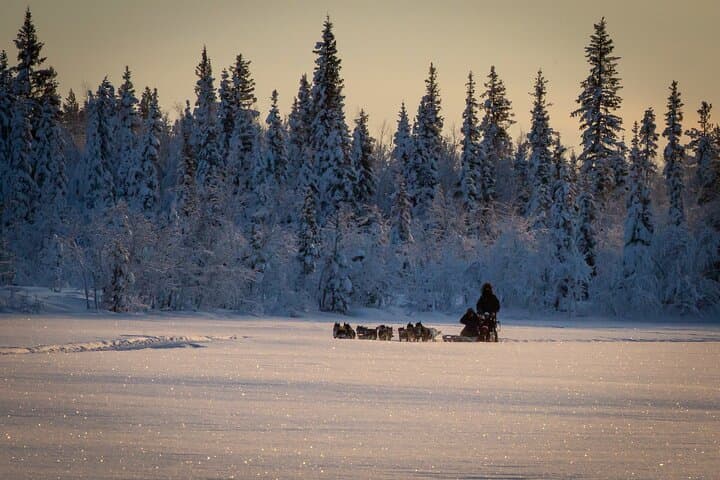 Drive a Husky Sled in Kiruna — Arctic Afternoon Eco Experience photo 4
