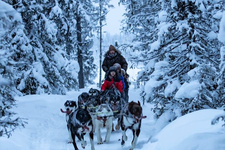 Polar Sunrise Husky Sledding in Kiruna — Drive an Alaskan Husky Team photo 3