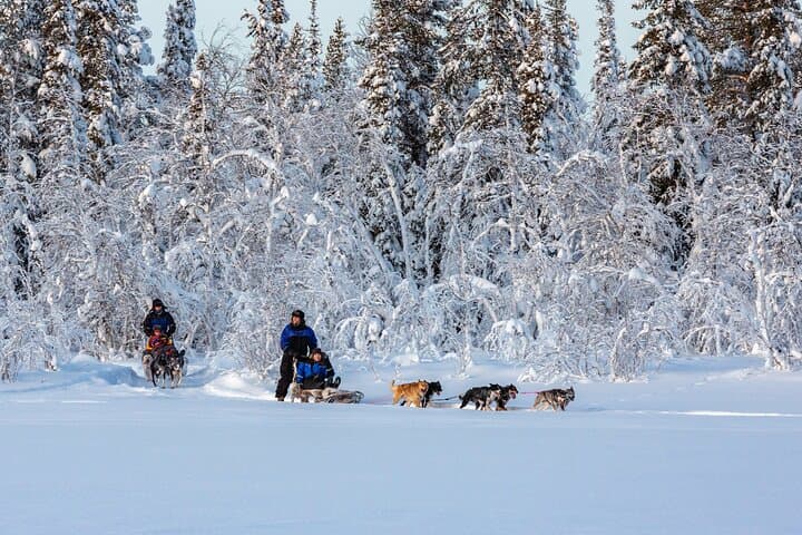Polar Sunrise Husky Sledding in Kiruna — Drive an Alaskan Husky Team photo 4
