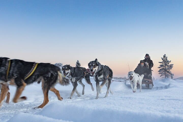 Sunset Zen Husky Tour: Kiruna Dog Sledding at Dusk