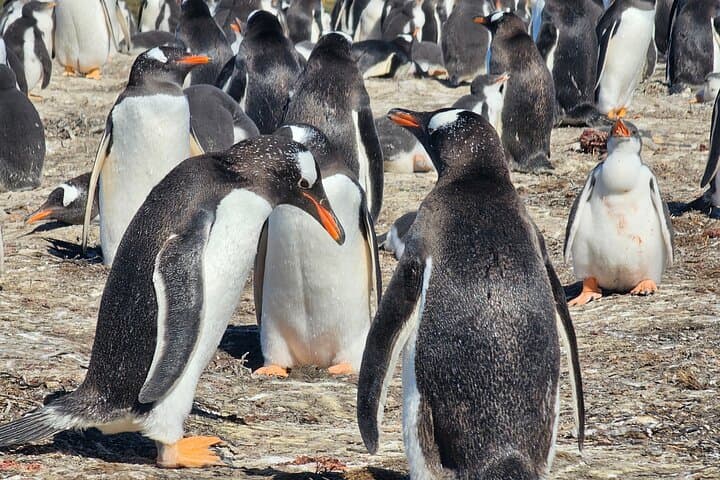 Penguin Encounters: Full-Day Bertha's Beach & Stanley Wildlife Tour photo 3