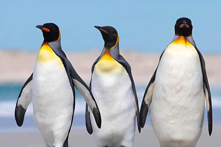 Penguin Encounters: Full-Day Bertha's Beach & Stanley Wildlife Tour