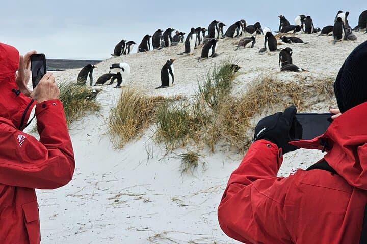 Penguin Encounters: Full-Day Bertha's Beach & Stanley Wildlife Tour photo 2