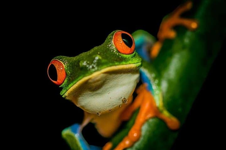 La Fortuna Night Wildlife Tour at Ecocentro Danaus — Frogs, Sloths & Bats After Dark photo 2