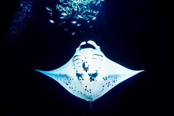 Kona Manta Ray Night Snorkel and Dive — Small-Group Night Boat Experience