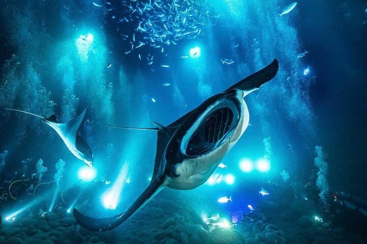 Kona Manta Ray Night Snorkel and Dive — Small-Group Night Boat Experience photo 2