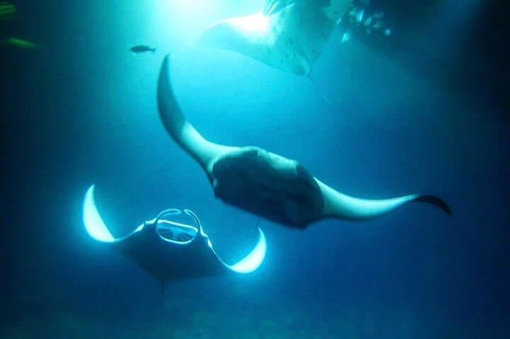 Kona Manta Ray Night Snorkel and Dive — Small-Group Night Boat Experience photo 3