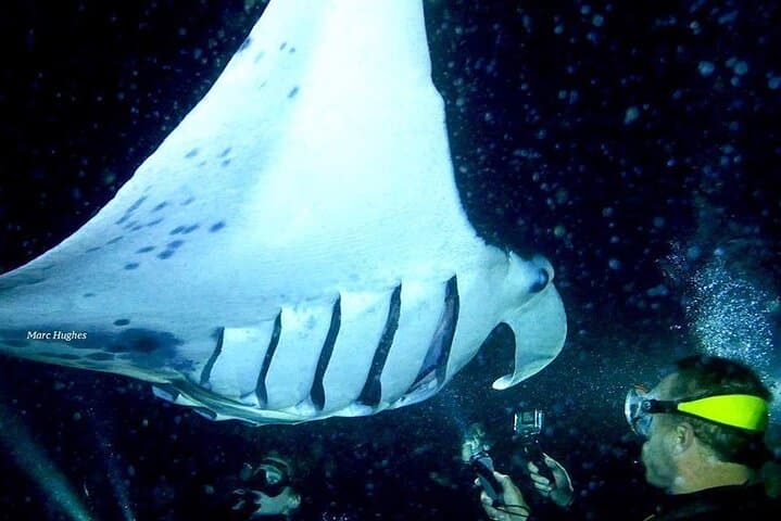 Kona Manta Ray Night Snorkel and Dive — Small-Group Night Boat Experience photo 4