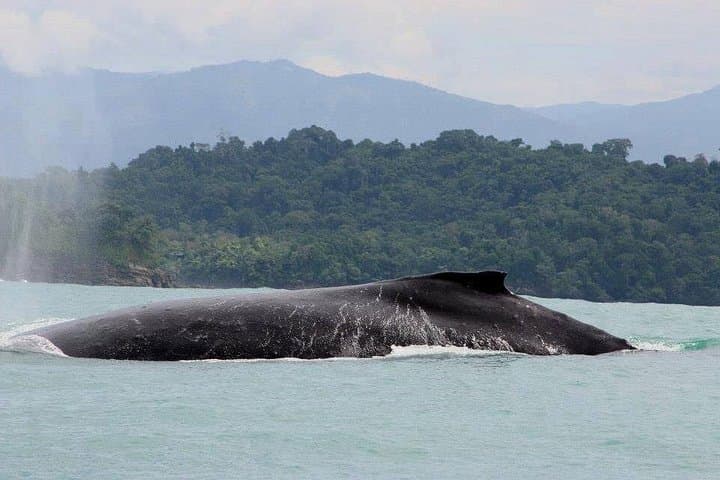 Manuel Antonio Snorkel and Whale & Dolphin Watching Boat Tour from Quepos photo 3
