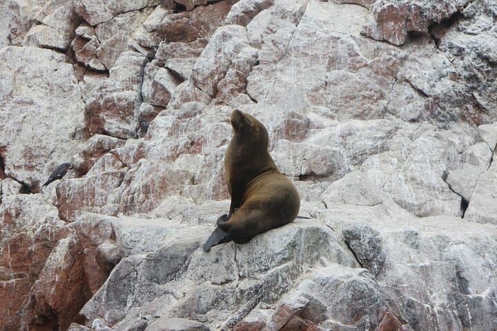 15-Day Treasures of Peru: Amazon Rainforest, Sacred Valley & Lake Titicaca Adventure photo 6