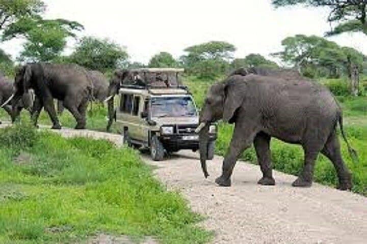 One-Day Serengeti Safari from Mwanza: Big Five and the Great Migration in a Day photo 1