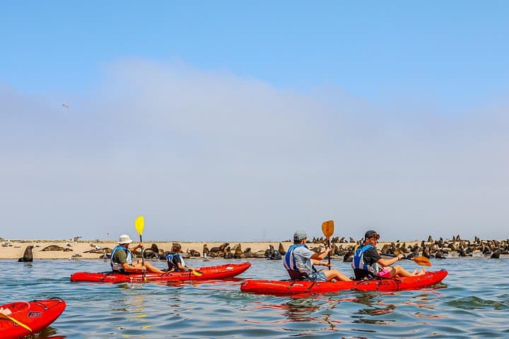 Mola Mola Kayaking Experience — Walvis Bay Pelican Point Kayak and 4x4 Adventure