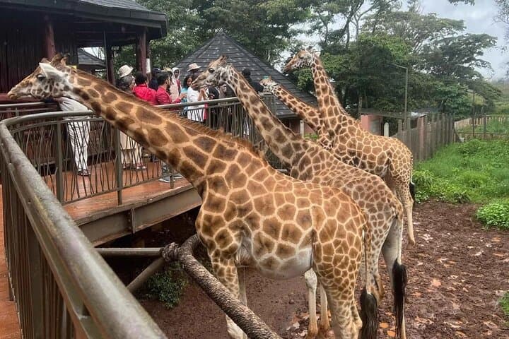 Eye-to-Eye with Rothschild: Nairobi Giraffe Center, Museum & Snake Park Day Tour photo 2