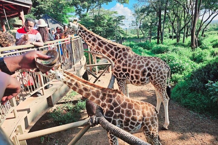Nairobi Giraffe Center Layover Tour: Meet Rothschild Giraffes Up Close photo 4