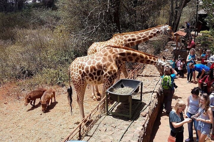 Nairobi National Museum, Giraffe Centre & Bomas Cultural Tour — Half-Day Nairobi Experience photo 6