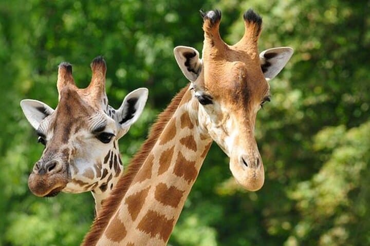 Explore Nairobi National Park and Giraffe Center on a Quick Airport Layover