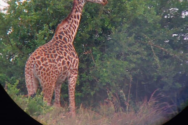 Nairobi National Park Adventure: Wildlife Safari, Giraffe Feeding, and Game Meat Dining photo 3