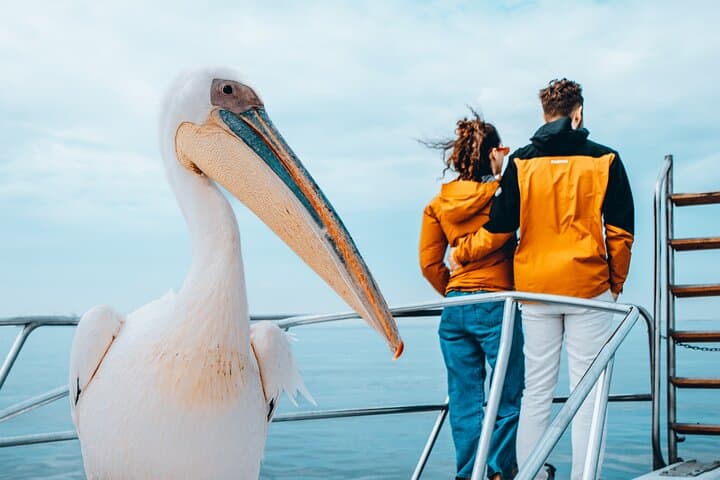 Walvis Bay Dolphin Cruise and Beach Braai at Pelican Point photo 6