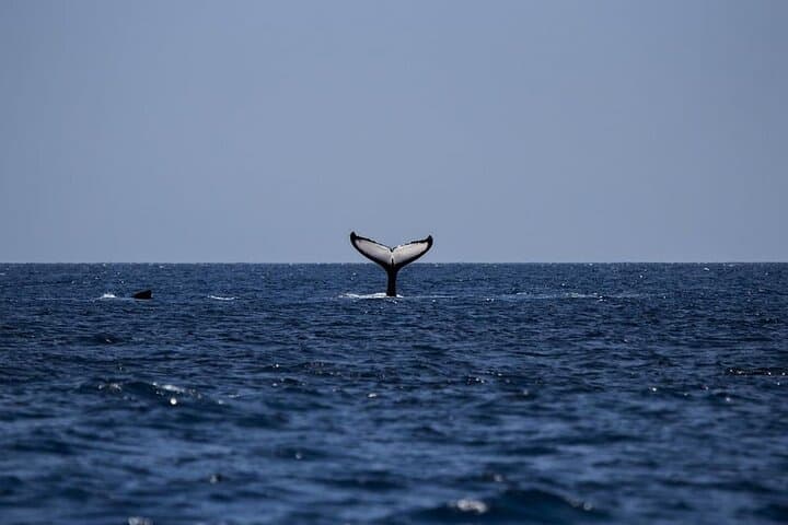 All-Inclusive Mirissa Whale & Dolphin Watching: Blue Whales, Dolphins and Morning Sea Rides photo 3