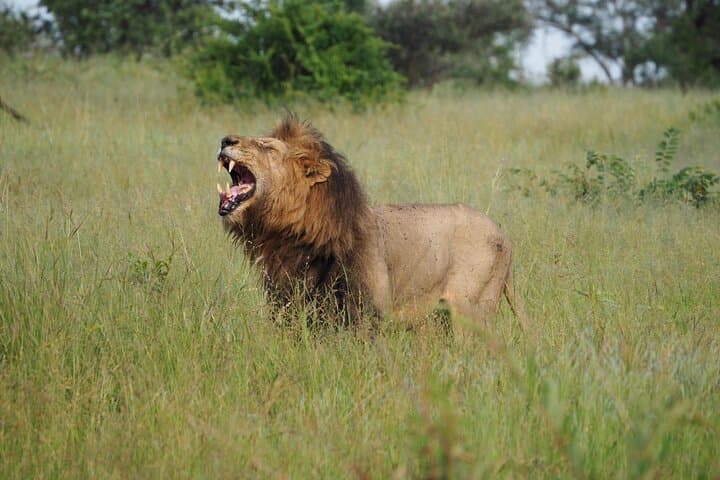 Kruger National Park Day Trip from Hoedspruit — Private Safari & Optional Breakfast