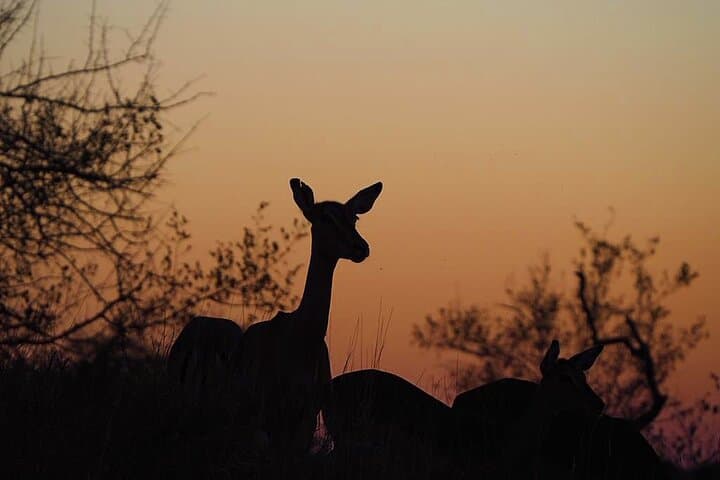 Kruger National Park Day Trip from Hoedspruit — Private Safari & Optional Breakfast photo 2