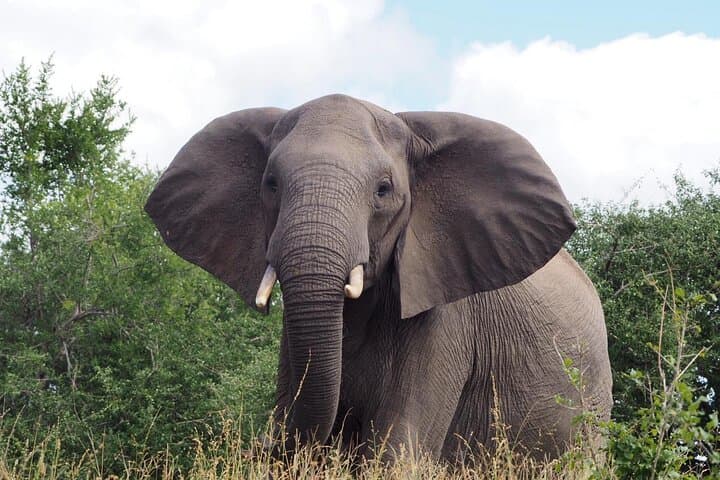Kruger National Park Day Trip from Hoedspruit — Private Safari & Optional Breakfast photo 3