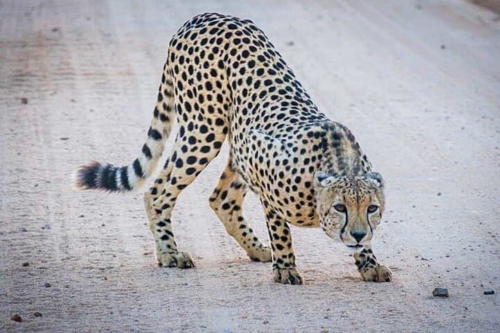 Kruger National Park Day Trip from Hoedspruit — Private Safari & Optional Breakfast photo 4