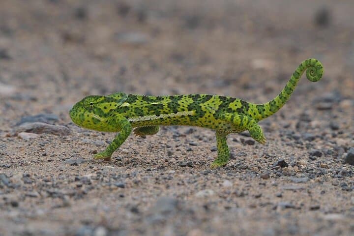 Kruger National Park Day Trip from Hoedspruit — Private Safari & Optional Breakfast photo 5