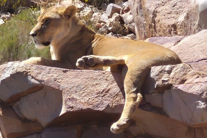 Aquila Game Reserve Sunset Safari and Cape Winelands Wine Tour from Cape Town photo 2